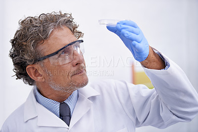 Buy stock photo Science, laboratory and man with sample in petri dish for medical research, analysis and vaccine development. Healthcare, pharmaceutical and scientist with equipment for medicine, experiment or study
