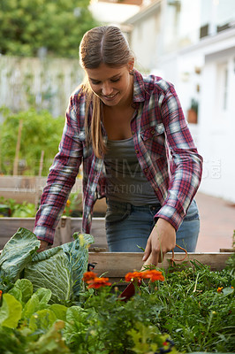 Buy stock photo Happy, garden and vegetables with woman, nature and harvest with happiness and nutrition. Hobby, person and girl with tools and plants with backyard and environment with sunshine, vegan and outdoor