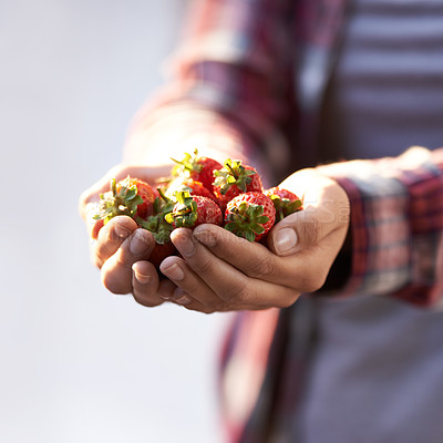 Buy stock photo Strawberry, closeup and person with nutrition, hands and harvest with sustainability and agriculture. Finger, farmer and vegan with fruit and wellness for health and diet with vegetarian gardener