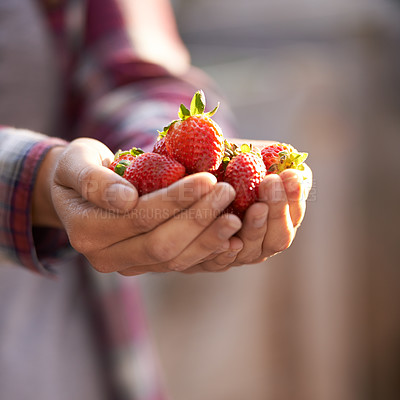 Buy stock photo Strawberry, organic and person with nutrition, hands and harvest with sustainability and agriculture. Woman, farmer or vegan with fruit or wellness with health and gardener with vegetarian or closeup