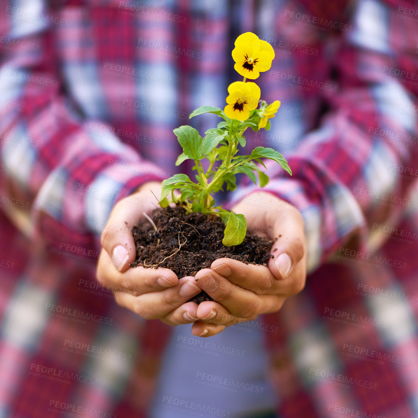 Buy stock photo Person, hands and soil with flower in nature for agriculture, growth or nurture of plant or sprout. Closeup of farmer or harvester with natural stem, bloom or yellow petals of seed in outdoor garden