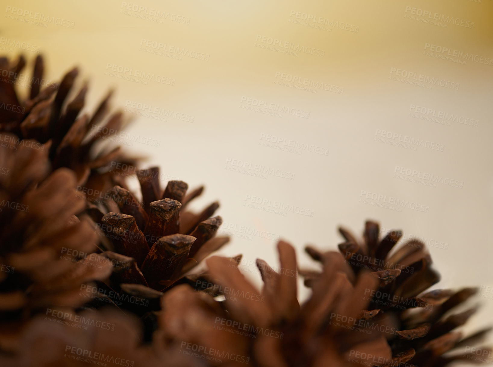 Buy stock photo Closeup of some pine cones