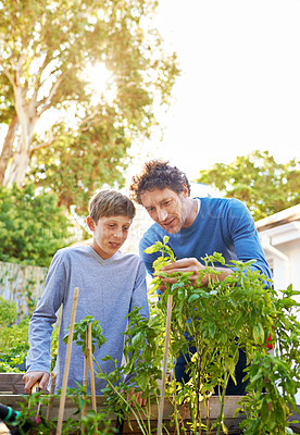 Buy stock photo Backyard, man and kid in garden with plant for growth, teaching and support for inspection of vegetables. Dad, boy and farming outdoors for food, hobby and sustainable production in Australia