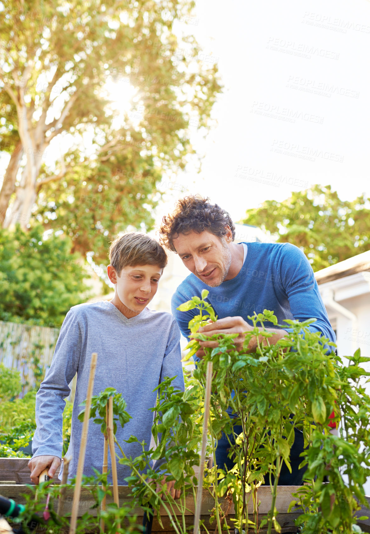 Buy stock photo Backyard, man and kid in garden with plant for growth, teaching and support for inspection of vegetables. Dad, boy and farming outdoors for food, hobby and sustainable production in Australia