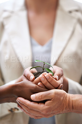 Buy stock photo Business people, closeup and hands with a plant, teamwork and company growth with finance and nature. Partnership, professional network and coworkers with cooperation and seed funding for startup