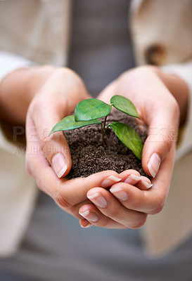 Buy stock photo Plant, hands or woman with leaf for green business, soil or agriculture, startup or economy growth closeup. Sustainability, future or entrepreneur zoom with accountability, funding or ngo support 