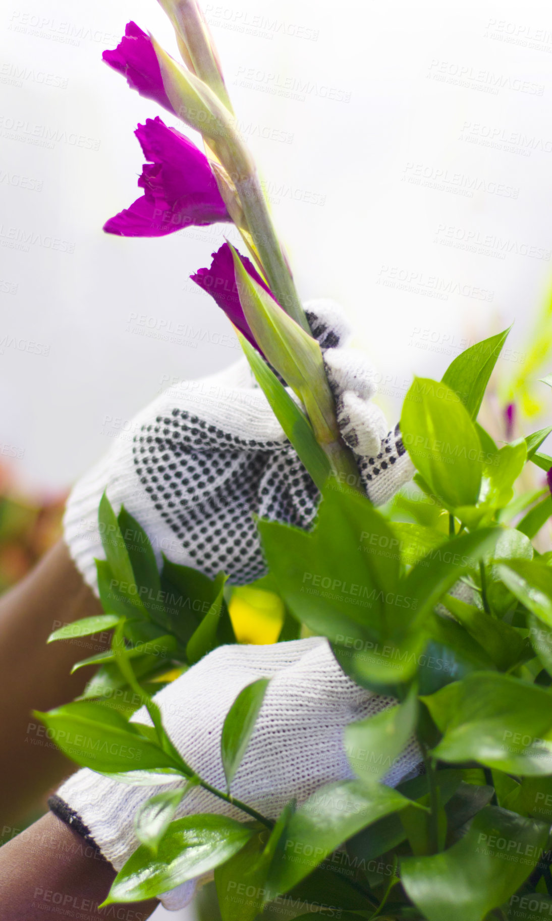Buy stock photo Nature, florist and hands with purple tulip for a bouquet or arrangement gift from her flower garden. Greenery, hobby and gardener checking a natural floral plant in outdoor eco friendly environment.