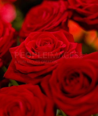 Buy stock photo Close up of a bunch of roses