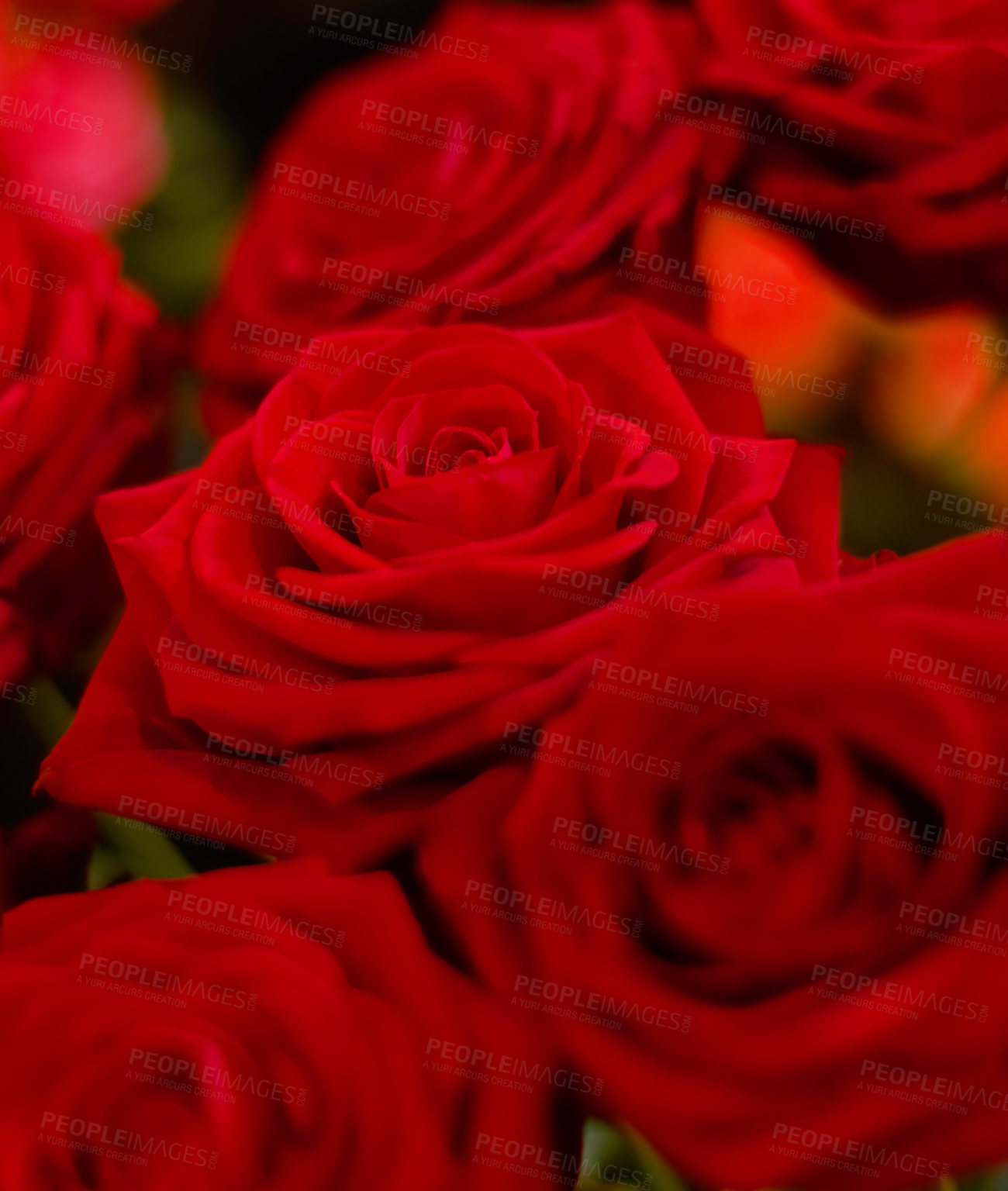 Buy stock photo Close up of a bunch of roses