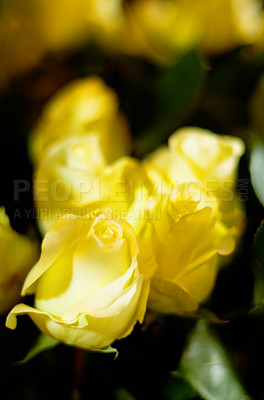 Buy stock photo Flowers, floral background and yellow rose background for nature, spring or valentines day card. Zoom on natural ecology plant or flower bouquet for love, peace and friendship as gift or present