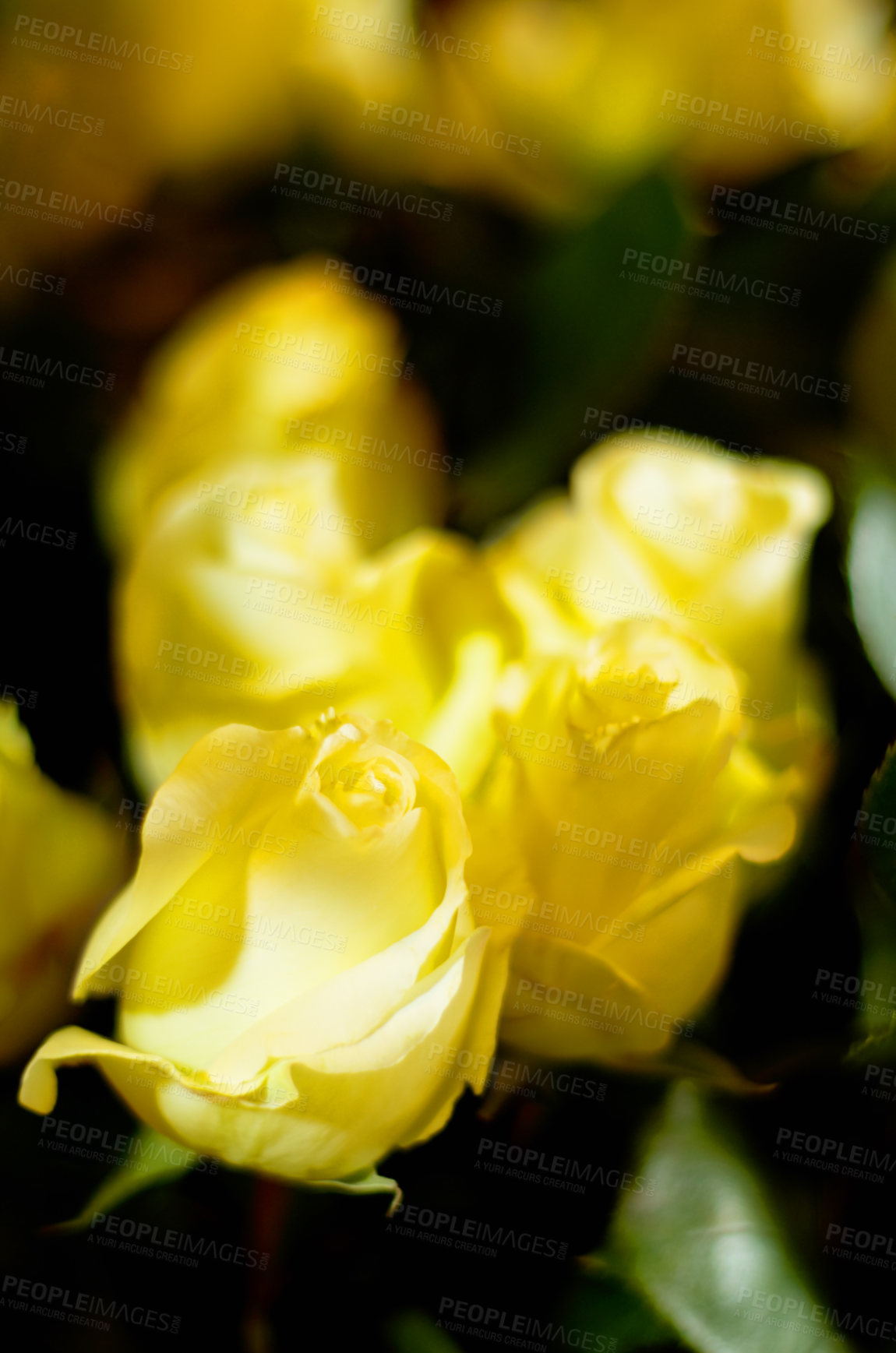 Buy stock photo Flowers, floral background and yellow rose background for nature, spring or valentines day card. Zoom on natural ecology plant or flower bouquet for love, peace and friendship as gift or present