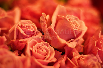 Buy stock photo Roses zoom, flower petal and garden plants bouquet for spring with red color for love and care. Flowers, rose plant and floral blossom growth for gardening and valentines day with light in nature