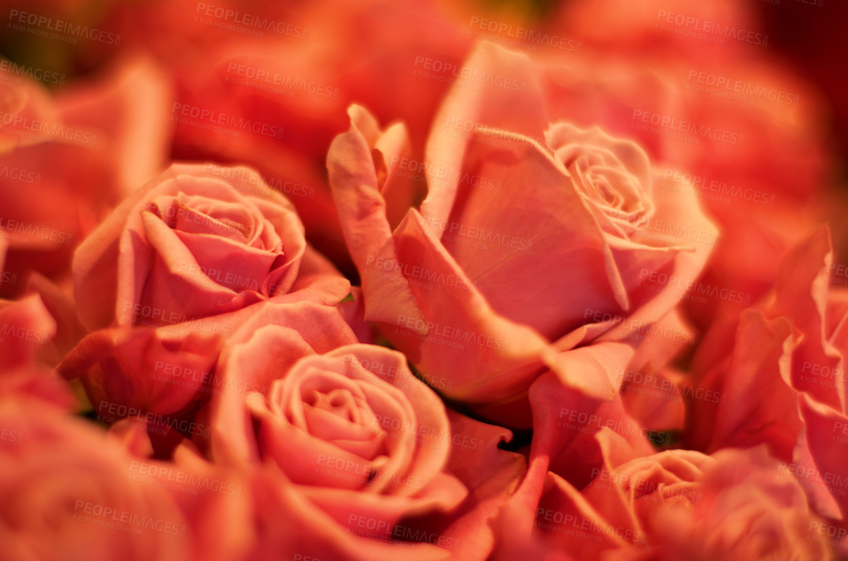 Buy stock photo Roses zoom, flower petal and garden plants bouquet for spring with red color for love and care. Flowers, rose plant and floral blossom growth for gardening and valentines day with light in nature