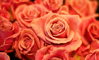 Buy stock photo Roses zoom, flowers and garden plants bouquet for spring with red color for love and care. Flower plant, rose and  floral blossom growth for gardening and valentines day with light in nature