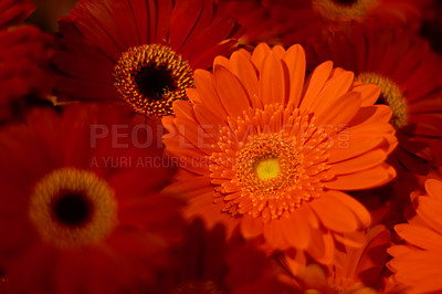 Buy stock photo Red daisies, nature and closeup of flowers in a natural garden or environment in spring time. Daisy, botanical and zoom of a bouquet of fresh vibrant floral plant for outdoor gardening in a field.