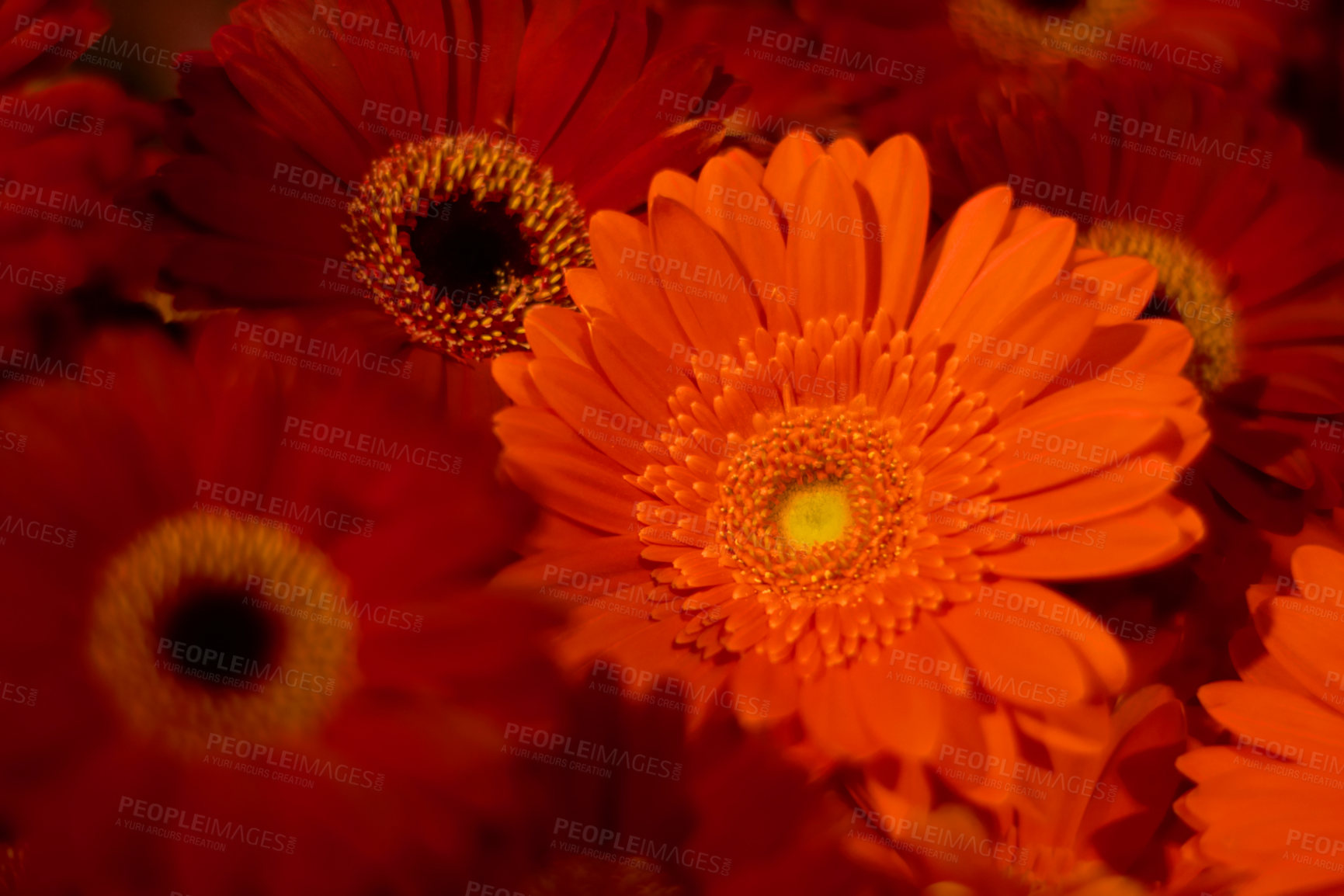 Buy stock photo Red daisies, nature and closeup of flowers in a natural garden or environment in spring time. Daisy, botanical and zoom of a bouquet of fresh vibrant floral plant for outdoor gardening in a field.