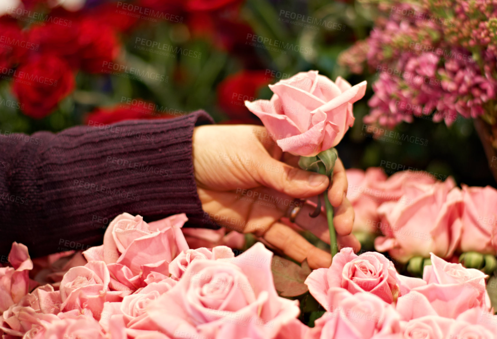 Buy stock photo Cropped shop of a woman selecting a pink rose from a bunch