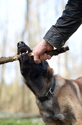 Buy stock photo Hand, dog and pull stick in training with bite, play fetch in nature forest with health, exercise or learning. Man, wood and pet animal with strong teeth, jaws and outdoor in countryside for games