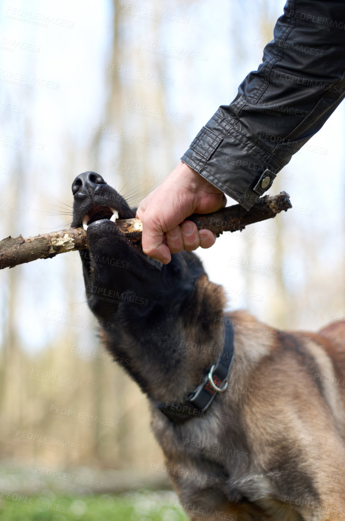 Buy stock photo Hand, dog and pull stick in training with bite, play fetch in nature forest with health, exercise or learning. Man, wood and pet animal with strong teeth, jaws and outdoor in countryside for games