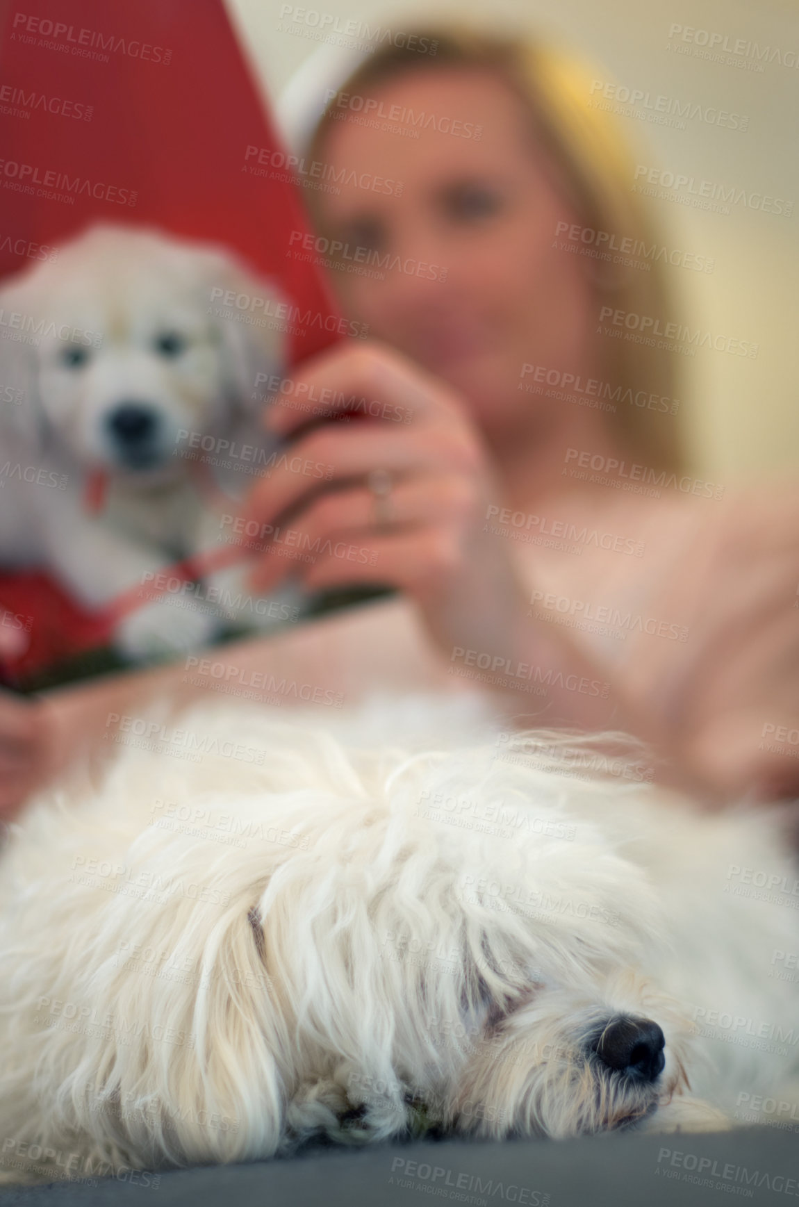 Buy stock photo Sleeping dog, sofa and woman with reading, learning or relax for animal, calm or quiet in home. Blurred background, mockup space and sleep for puppy, pet or poodle with peace on lounge couch in house