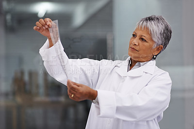 Buy stock photo A female scientist holding up test results and reviewing them