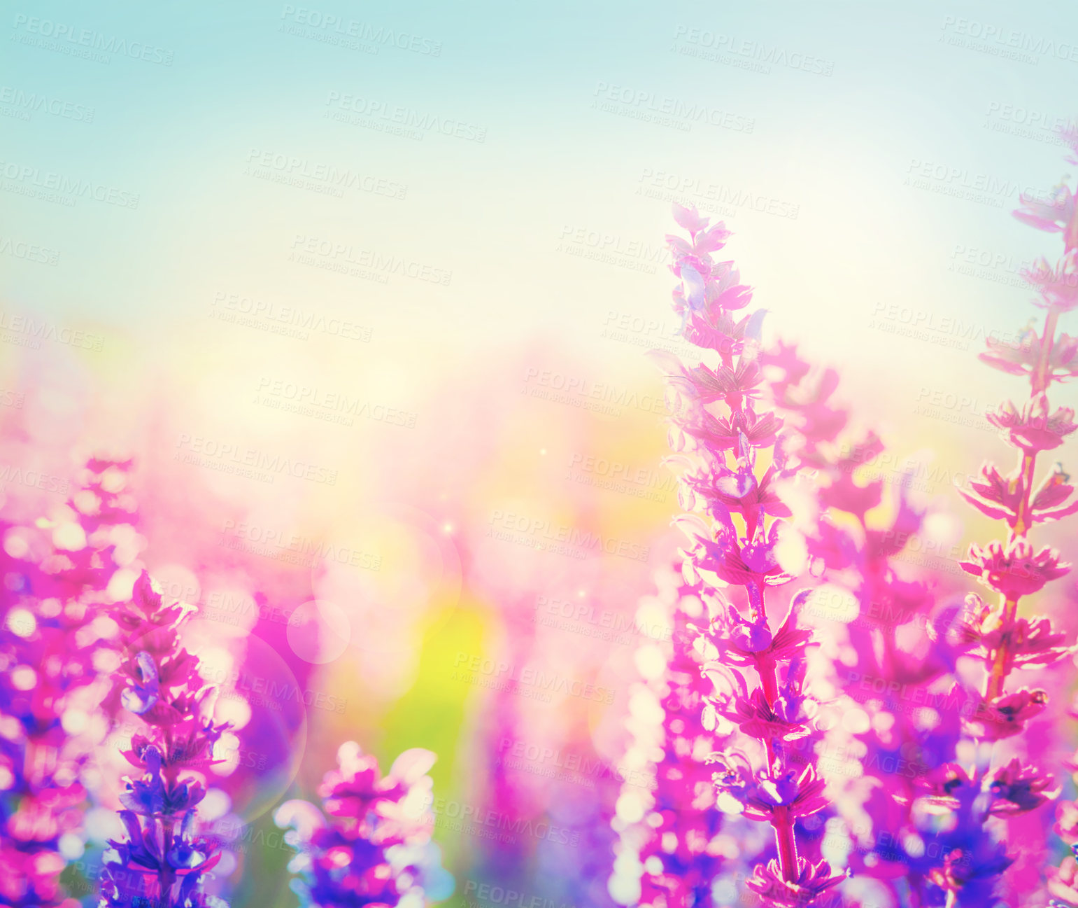 Buy stock photo Lavender, closeup and field with flower in nature of spring with purple floral wallpaper and environment. Natural, plant and garden with sunshine and color from herb in meadow or farm in countryside