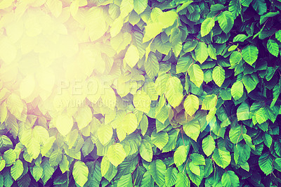 Buy stock photo Close-up of a green hedge - ALL design on this image is created from scratch by Yuri Arcurs'  team of professionals for this particular photo shoot