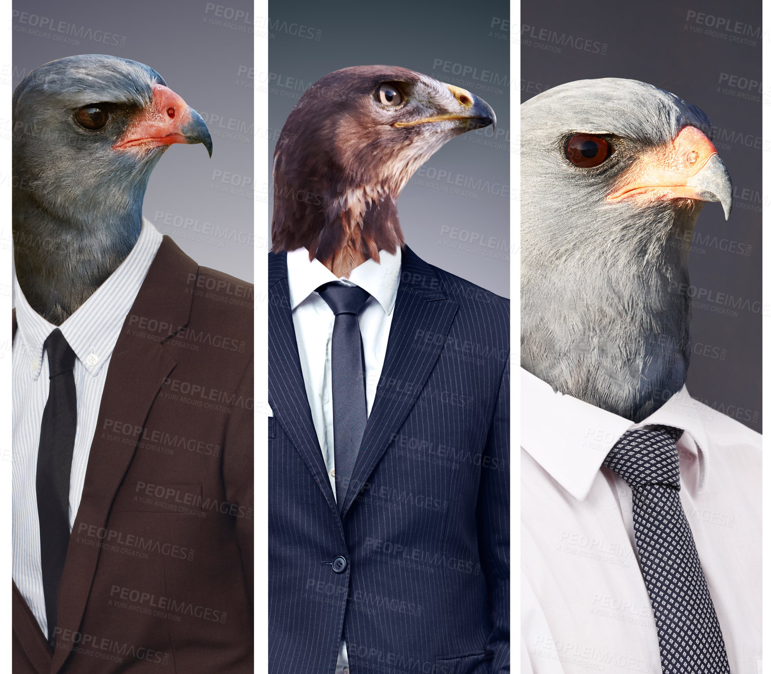 Buy stock photo Collage, leadership and animal head or business people or  alpha surrealism with eagle boss on studio background. Abstract, hawk and predator or corporate power birds or wild or strong and dangerous