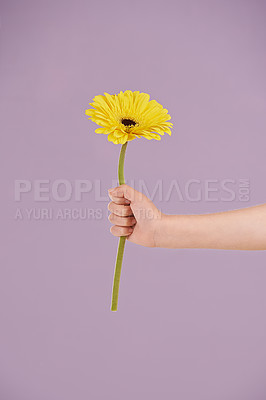 Buy stock photo Studio, flower and hand giving gift of plant from nature by kindness of child with pastel or floral. Purple background, kid and youth with daisy for care, eco friendly and freshness in spring