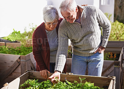 Buy stock photo Shot of a happy senior couple enjoying gardening together