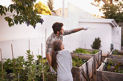 Buy stock photo Father, daughter and gardening with pointing in home for bonding, happy family and curious child. Man, girl kid and learning with sustainability, agriculture and plant growth in backyard of house