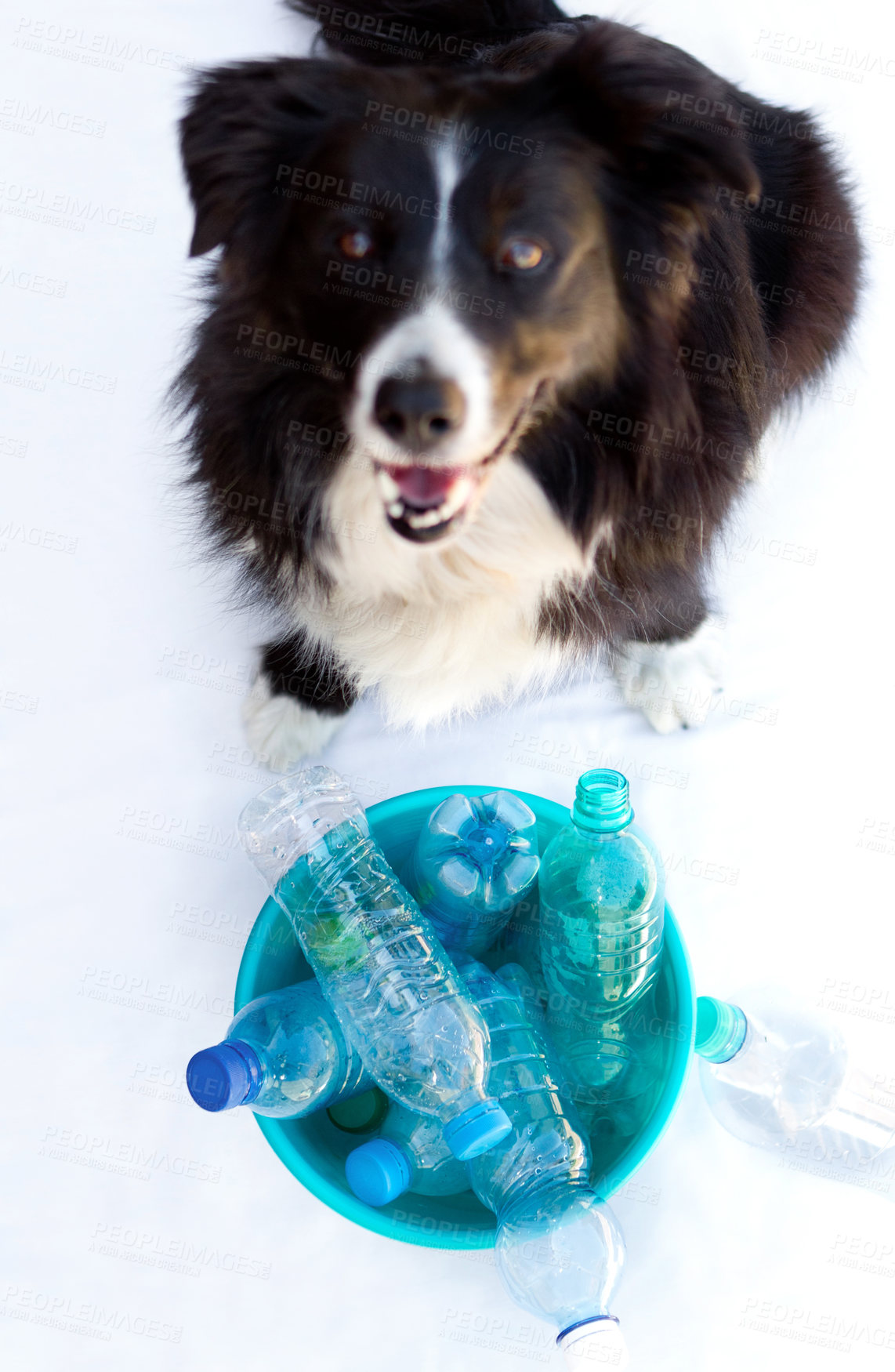 Buy stock photo Portrait of a dog sitting in front of a bin full of empty bottles