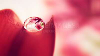 Buy stock photo Closeup shot of a water droplet on a leaf