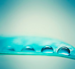 Morning water droplets on a leaf