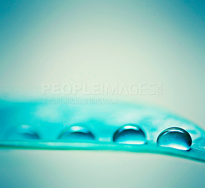 Buy stock photo Closeup shot of water droplets on a leaf