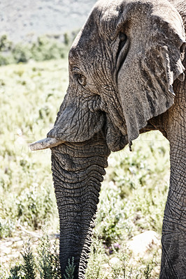 Buy stock photo Elephant, tusk and closeup of animal in nature with sustainable safari travel or conservation of environment. Natural, Ivory and ecology protection in Africa with eco friendly sanctuary or experience