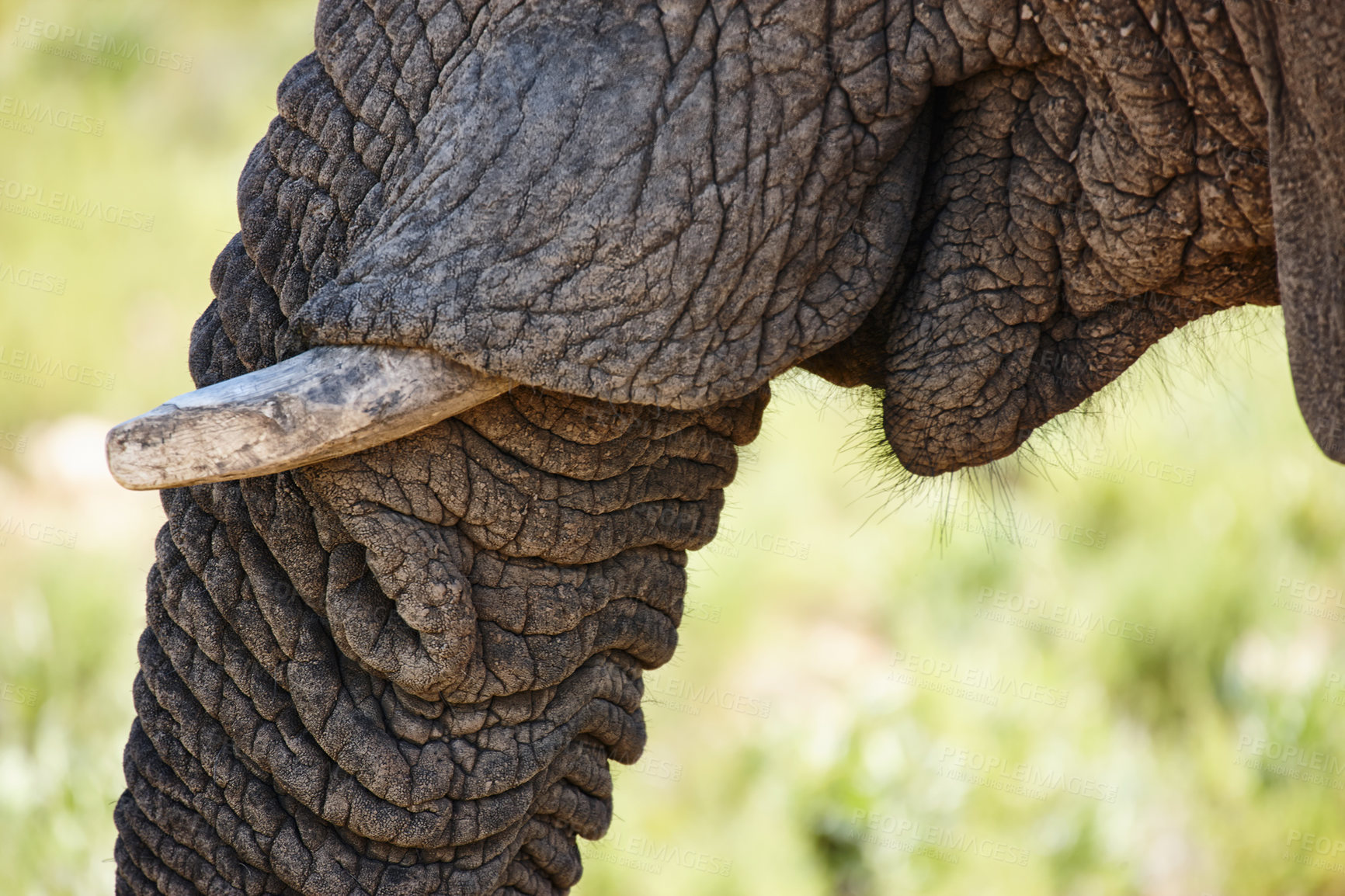 Buy stock photo Elephant, tusk and closeup of animal in nature with sustainable safari travel or conservation of environment. Natural, Ivory and ecology protection in Africa with eco friendly experience or adventure