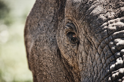 Buy stock photo Cropped shot of a majestic elephant basking in the sunlight 