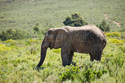 Buy stock photo Elephant, animal in field and safari for travel, wildlife conservation and holiday location for tourism. Nature reserve, destination and mammal in natural habitat or environment in African wild