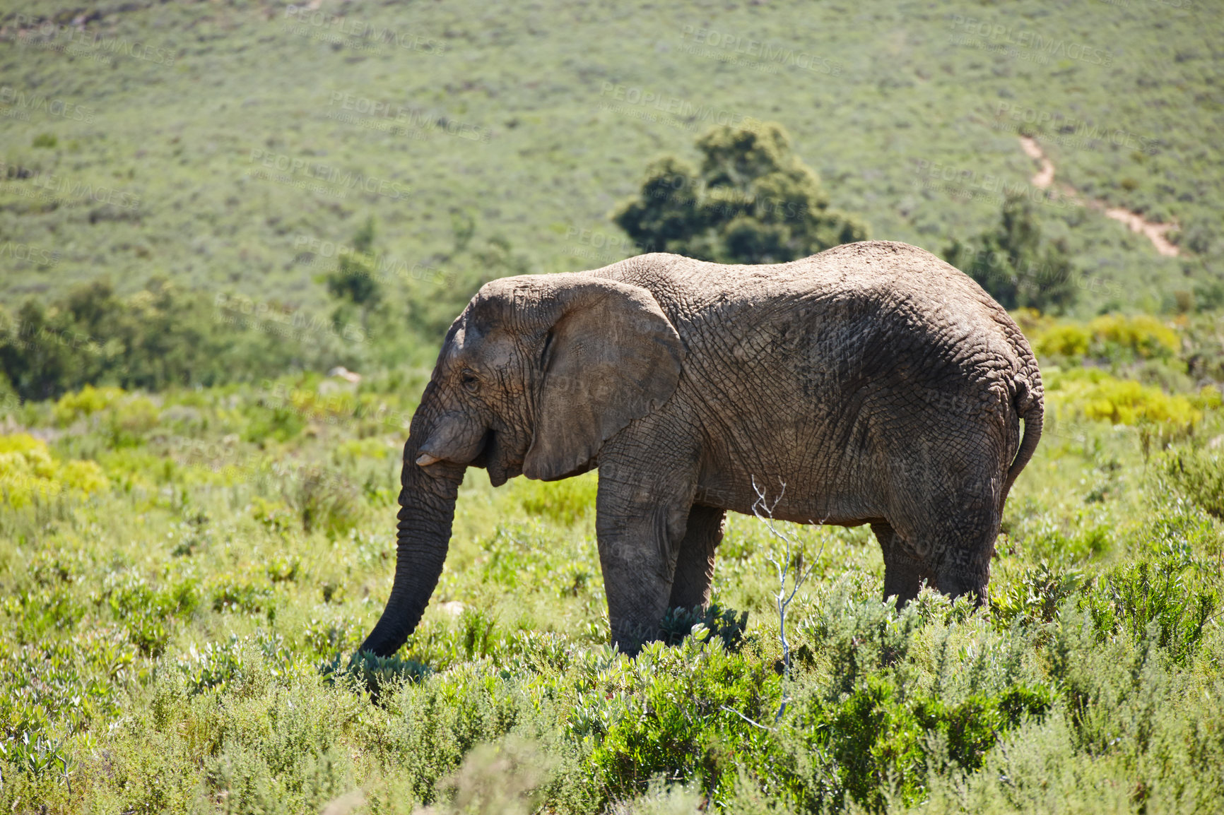 Buy stock photo Elephant, animal in field and safari for travel, wildlife conservation and holiday location for tourism. Nature reserve, destination and mammal in natural habitat or environment in African wild