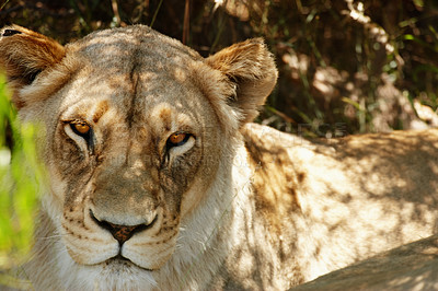 Buy stock photo Lioness, animal and portrait of wild cat in forest, grass and nature by tree for shade in South Africa. Safari, travel and feline under tree for shade in environment, sunshine and wildlife location