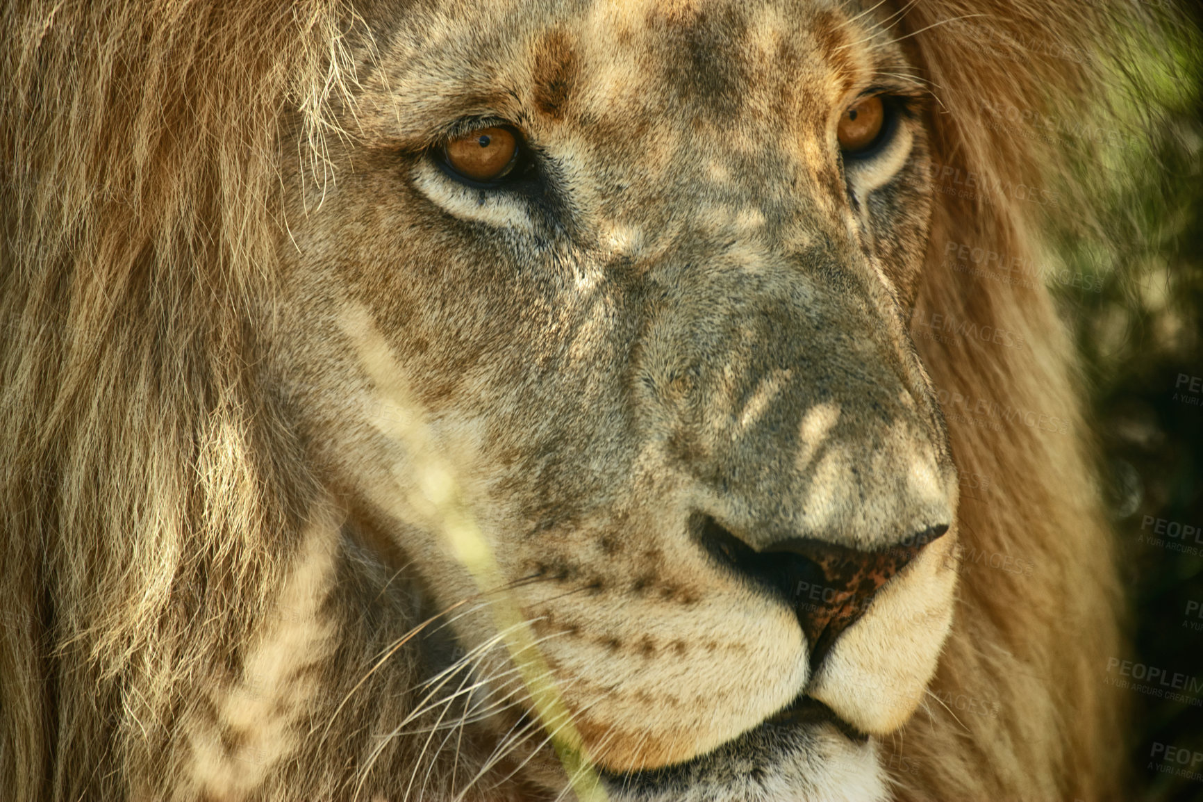 Buy stock photo Closeup cropped shot of a majestic lion relaxing in the shade