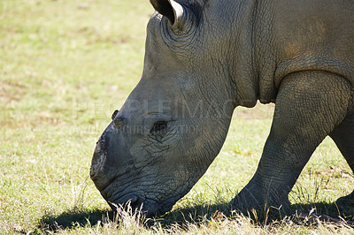 Buy stock photo Shot of a rehabilitated rhinoceros that lost its horn to poachers  