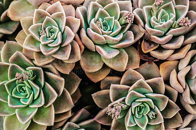 Buy stock photo Nature, plant and closeup of succulent in garden for texture, environment and growth. Grow, desert and spring with cactus flowers arrangement for horticulture, ecology and leaf decoration