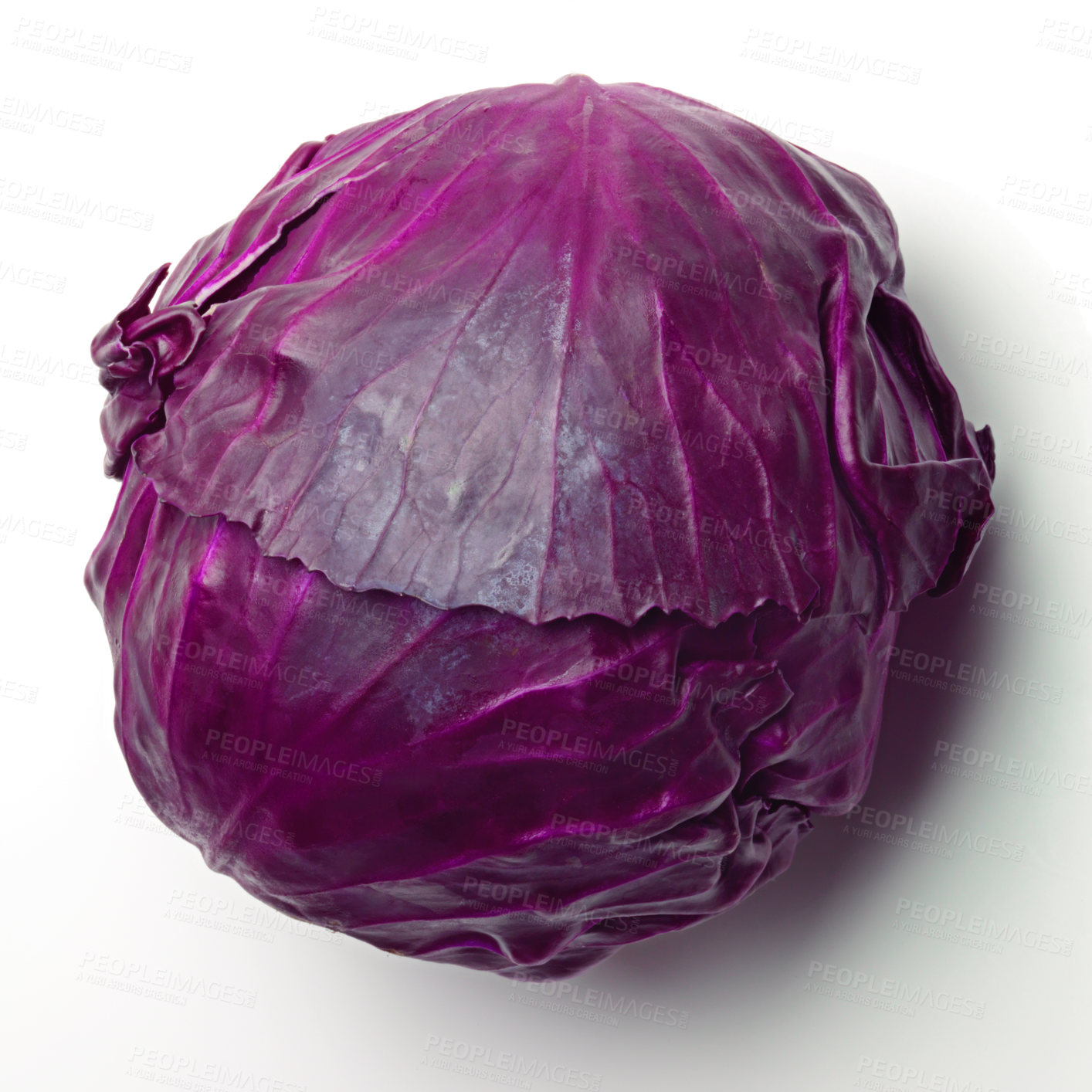 Buy stock photo Studio shot of a purple cabbage