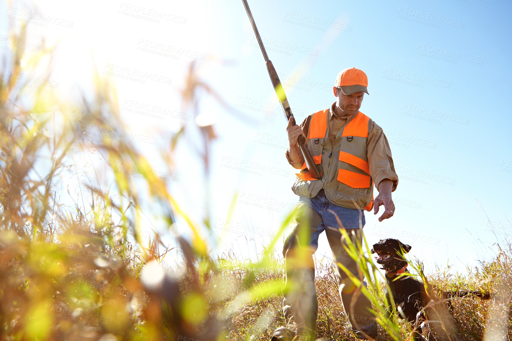 Buy stock photo Man, dog and outdoor for hunting search, stroke and bush for prey together in nature. Mature person, pet training and animal for direction in field to guide in woods, stalking and tracking in sports