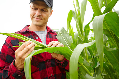 Buy stock photo A farmer standing in his corn field and examining his plants