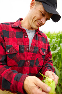 Buy stock photo A farmer examining some corn from his crop while standing in his field