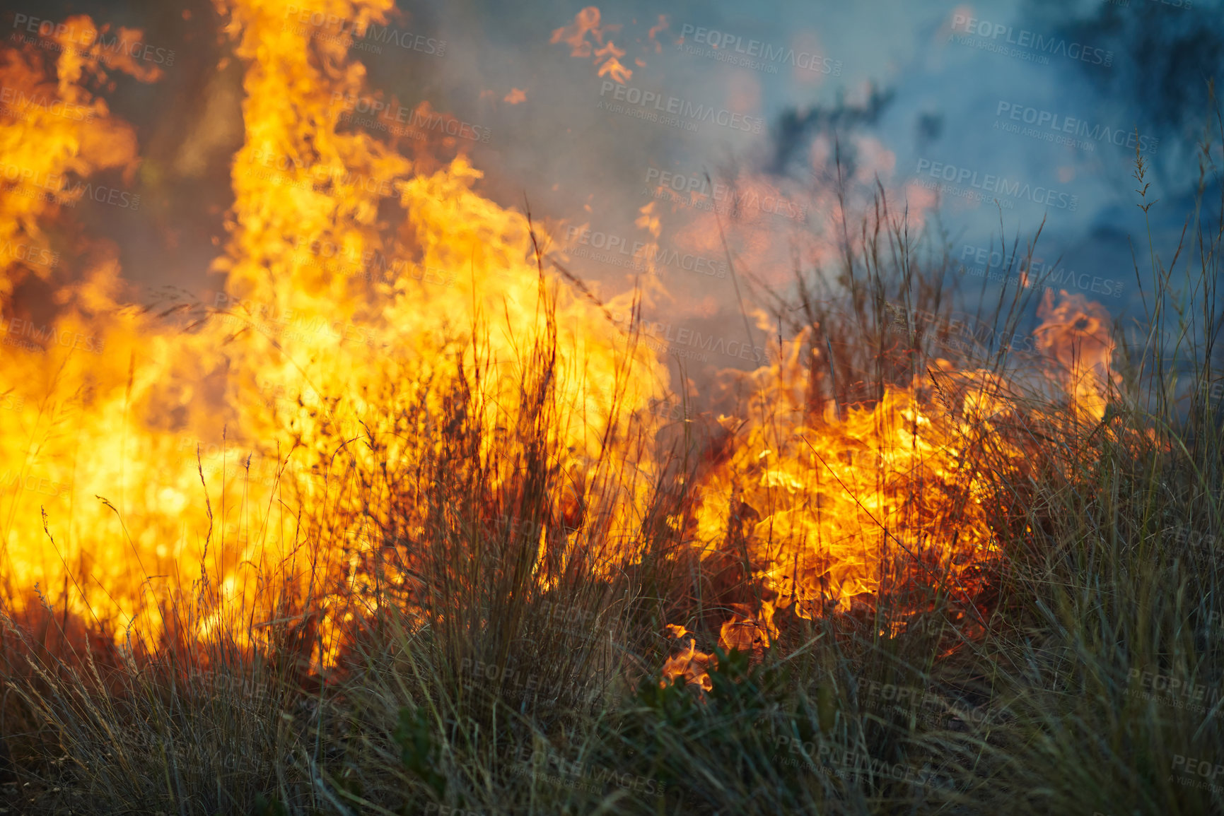 Buy stock photo Wild fire, damage and environment with emergency, burning and nature with smoke, forest and risk. Outdoor, empty and woods with trees, landscape and flames with natural disaster, hazard and grass