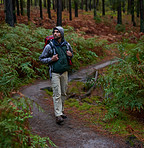 Pristine natural forest for inspiring hiking